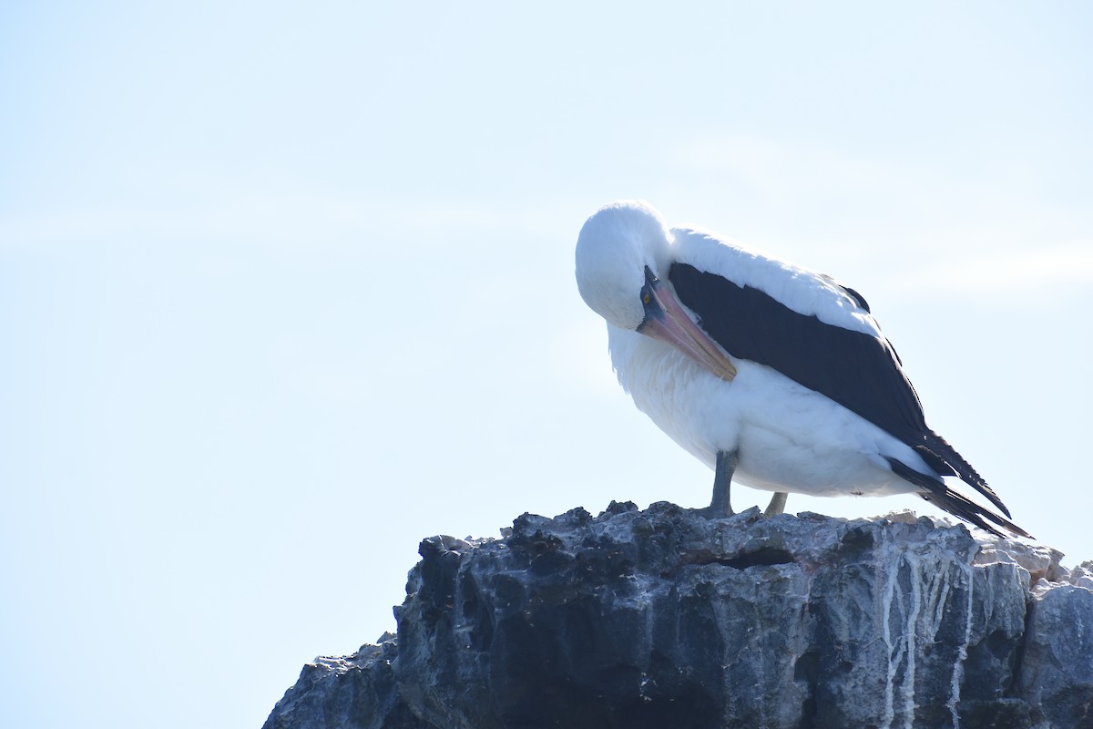 Nazca Booby - ML625786273