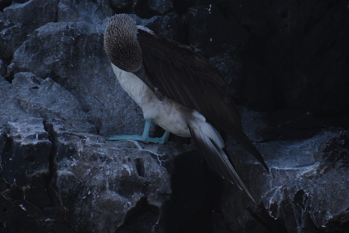 Blue-footed Booby - ML625786293