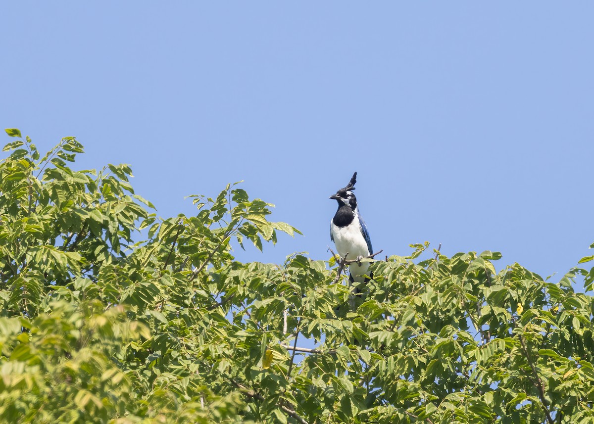 Black-throated Magpie-Jay - ML625786349