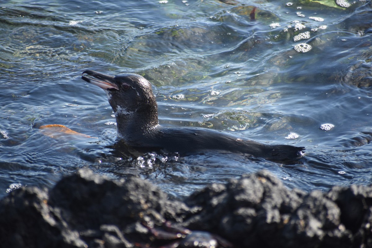 Galapagos Penguin - ML625786362