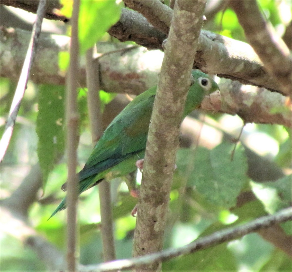 Orange-chinned Parakeet - ML625786606