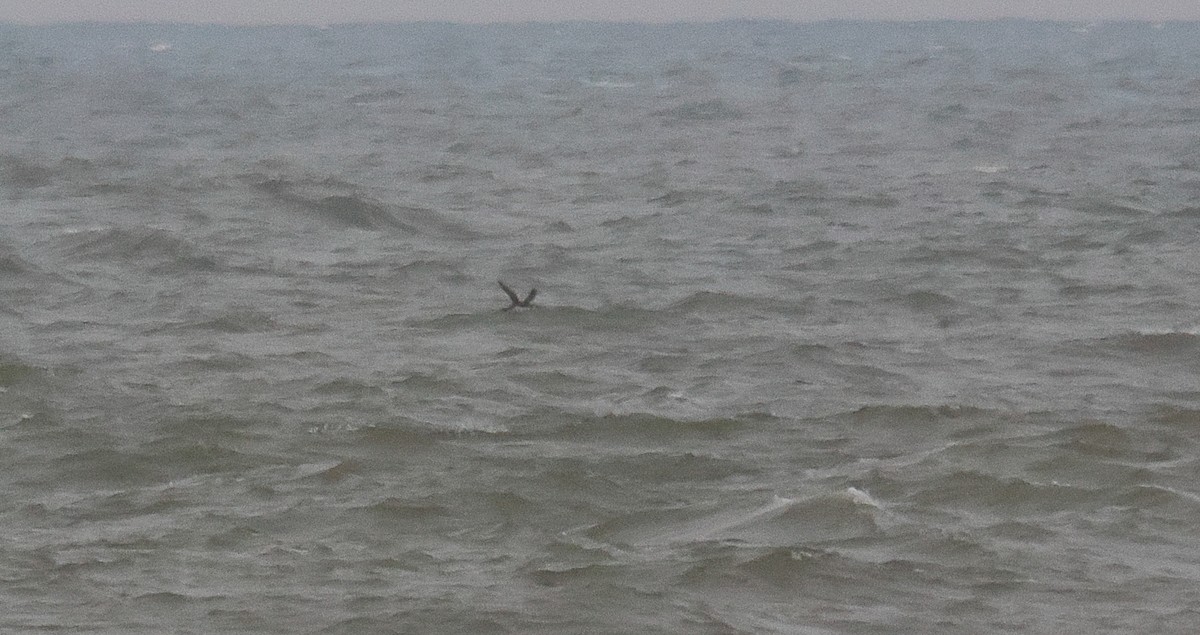 Common Murre - ML625786916