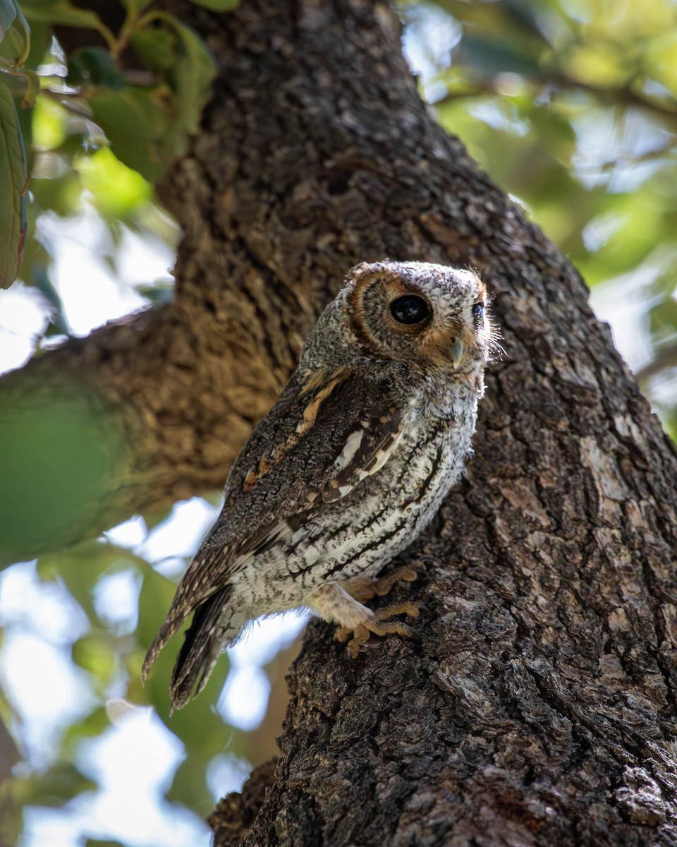 Flammulated Owl - ML625786979