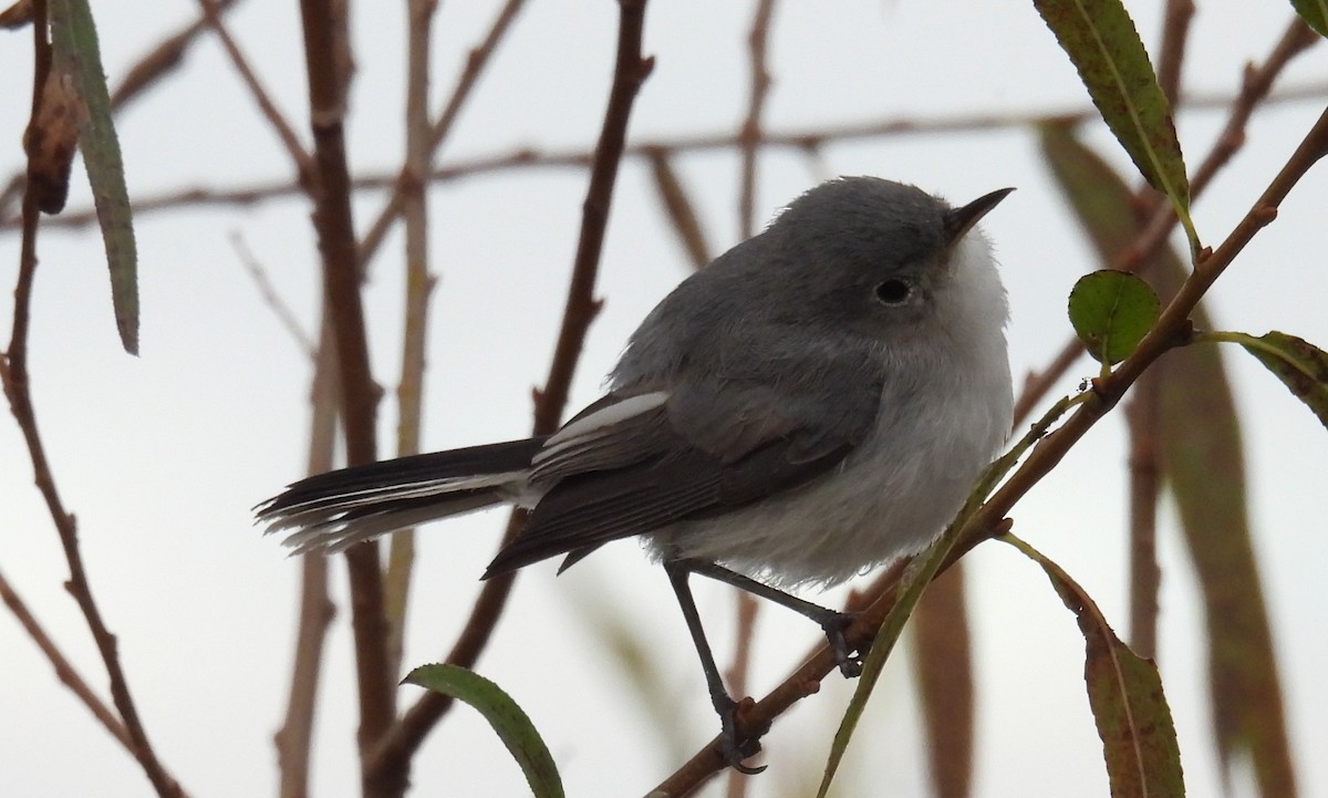 Blue-gray Gnatcatcher - ML625787042