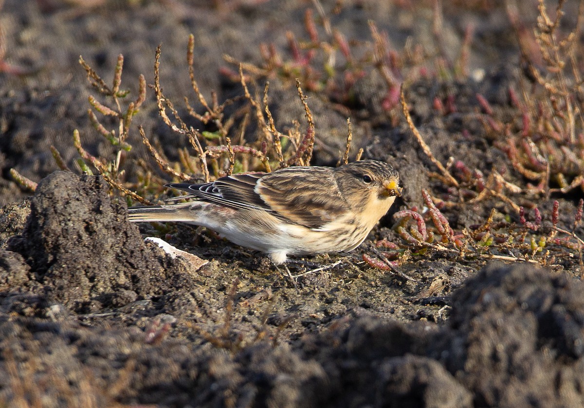 Twite - ML625787053