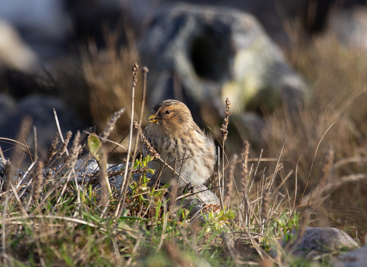 Twite - ML625787054
