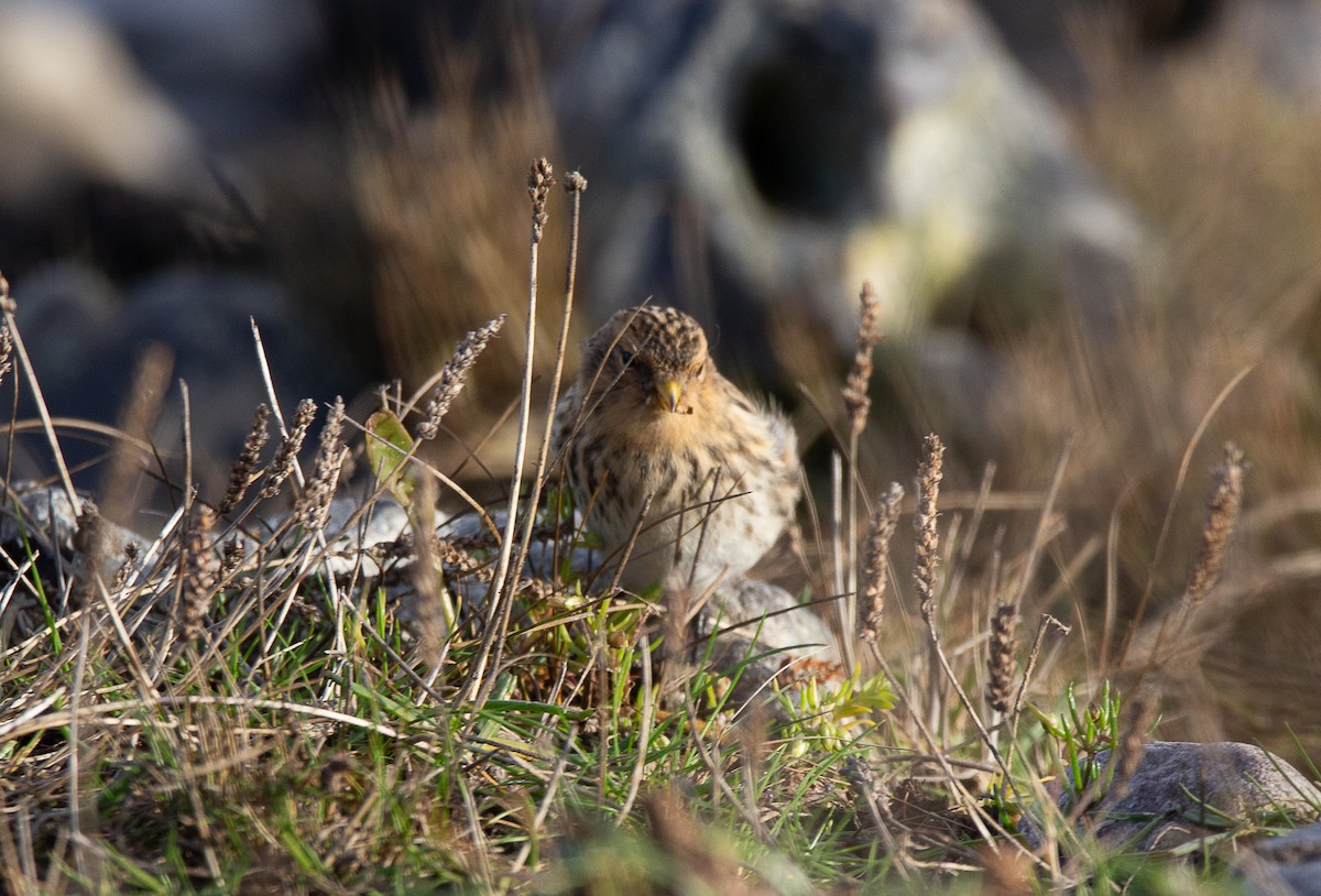 Twite - ML625787055