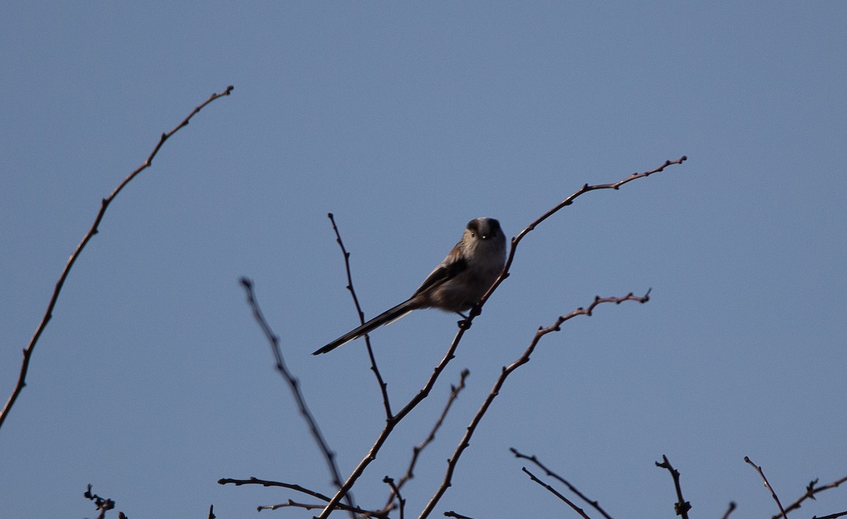 Long-tailed Tit - ML625787132