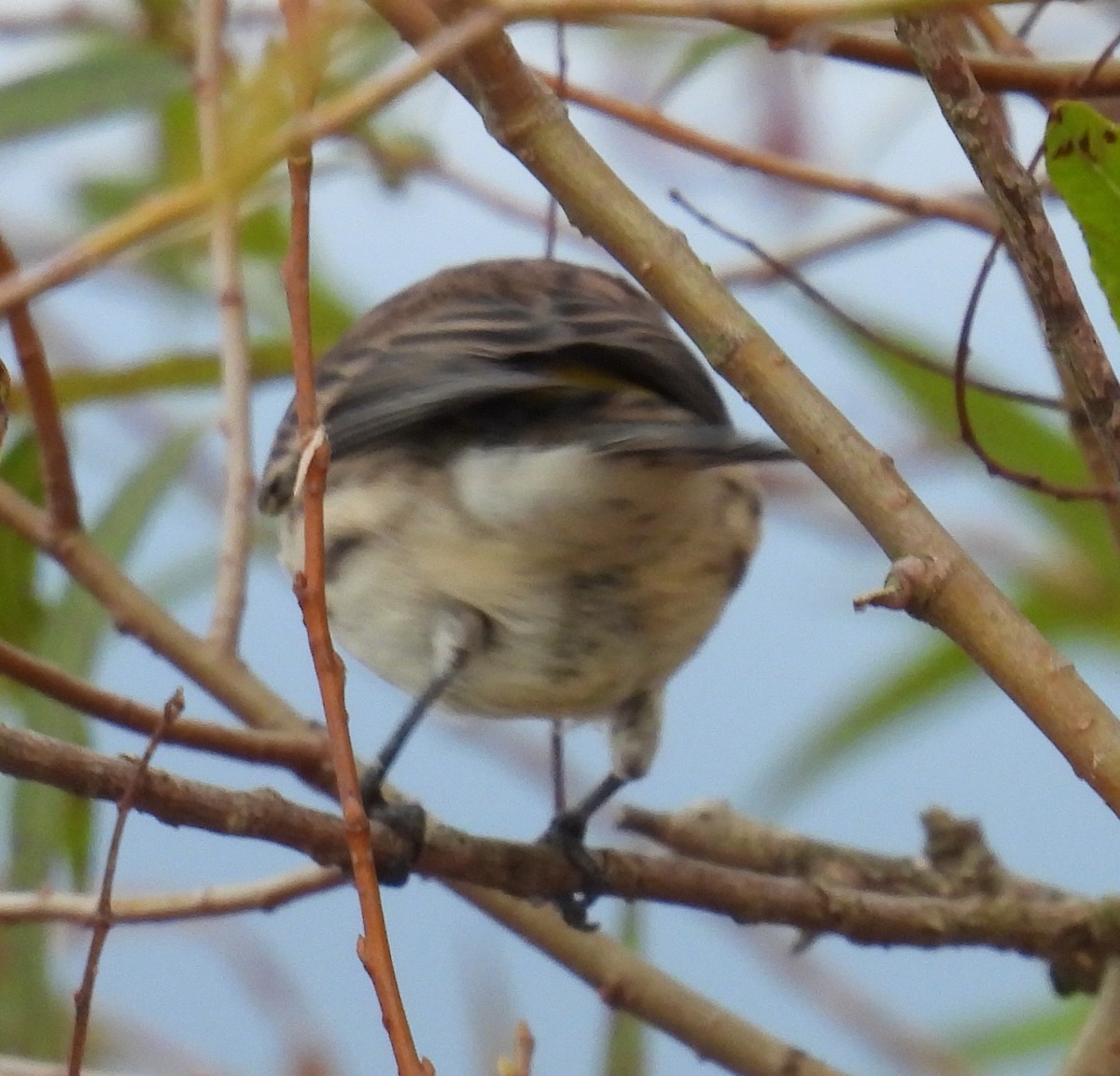 Yellow-rumped Warbler (Myrtle) - ML625787146