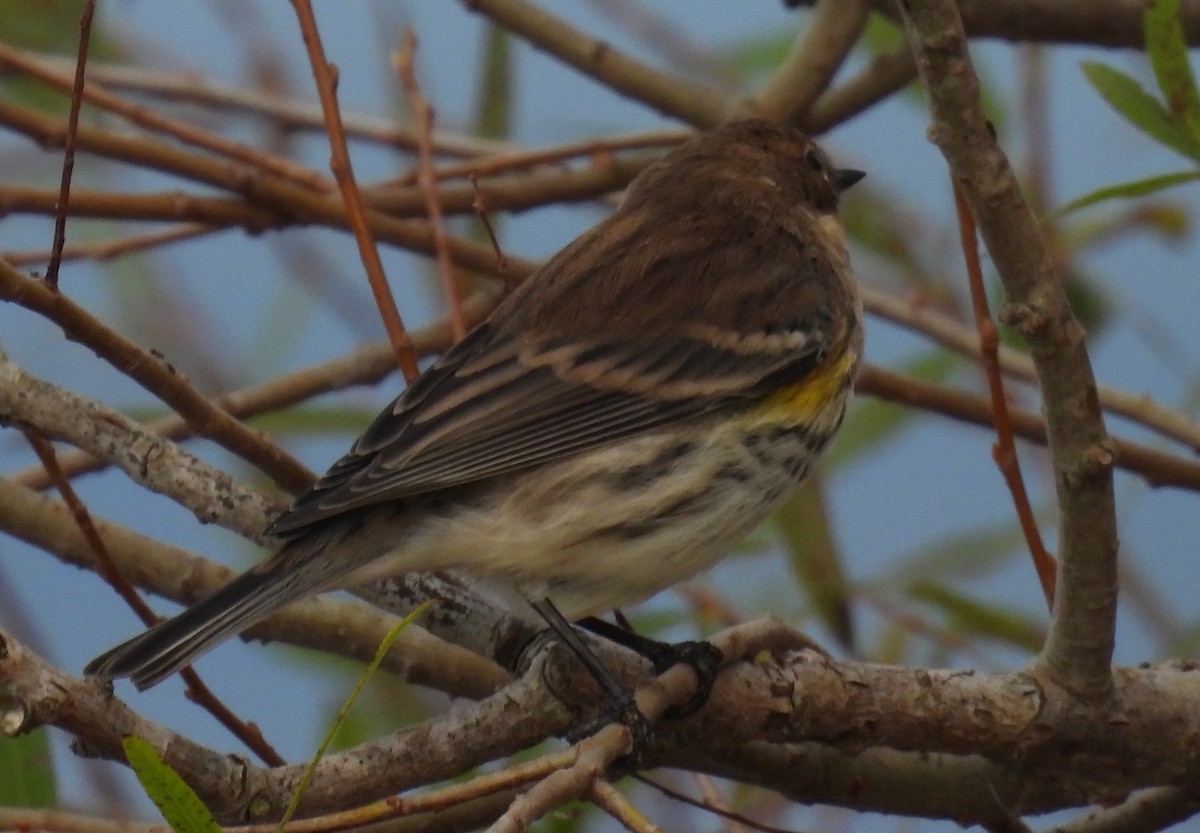 Yellow-rumped Warbler (Myrtle) - ML625787147