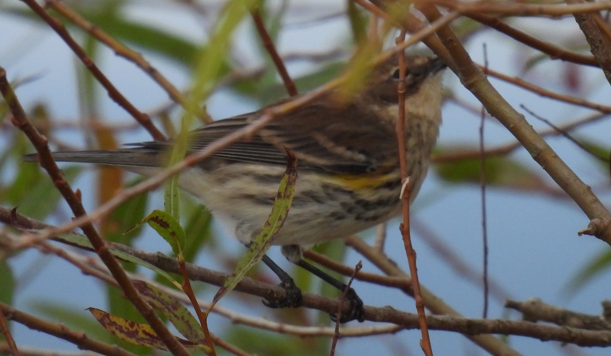Yellow-rumped Warbler (Myrtle) - ML625787148