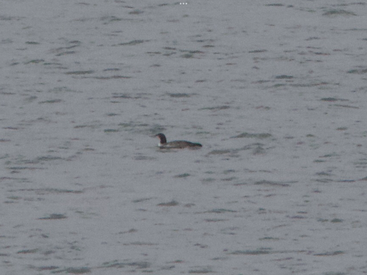 Common Loon - ML625787265