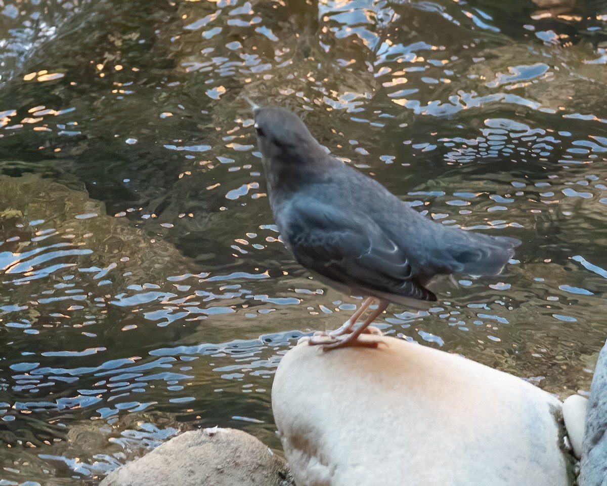 American Dipper - ML625787323