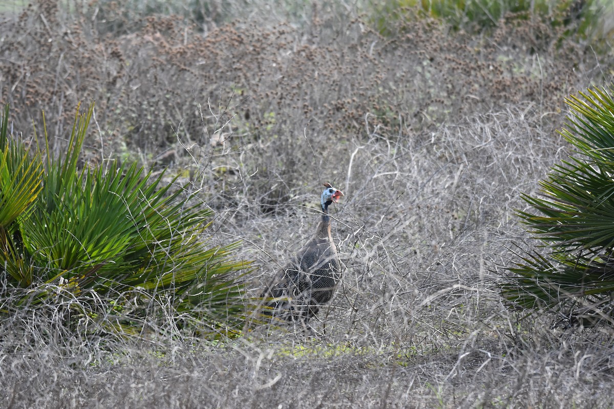 Helmeted Guineafowl - ML625787504