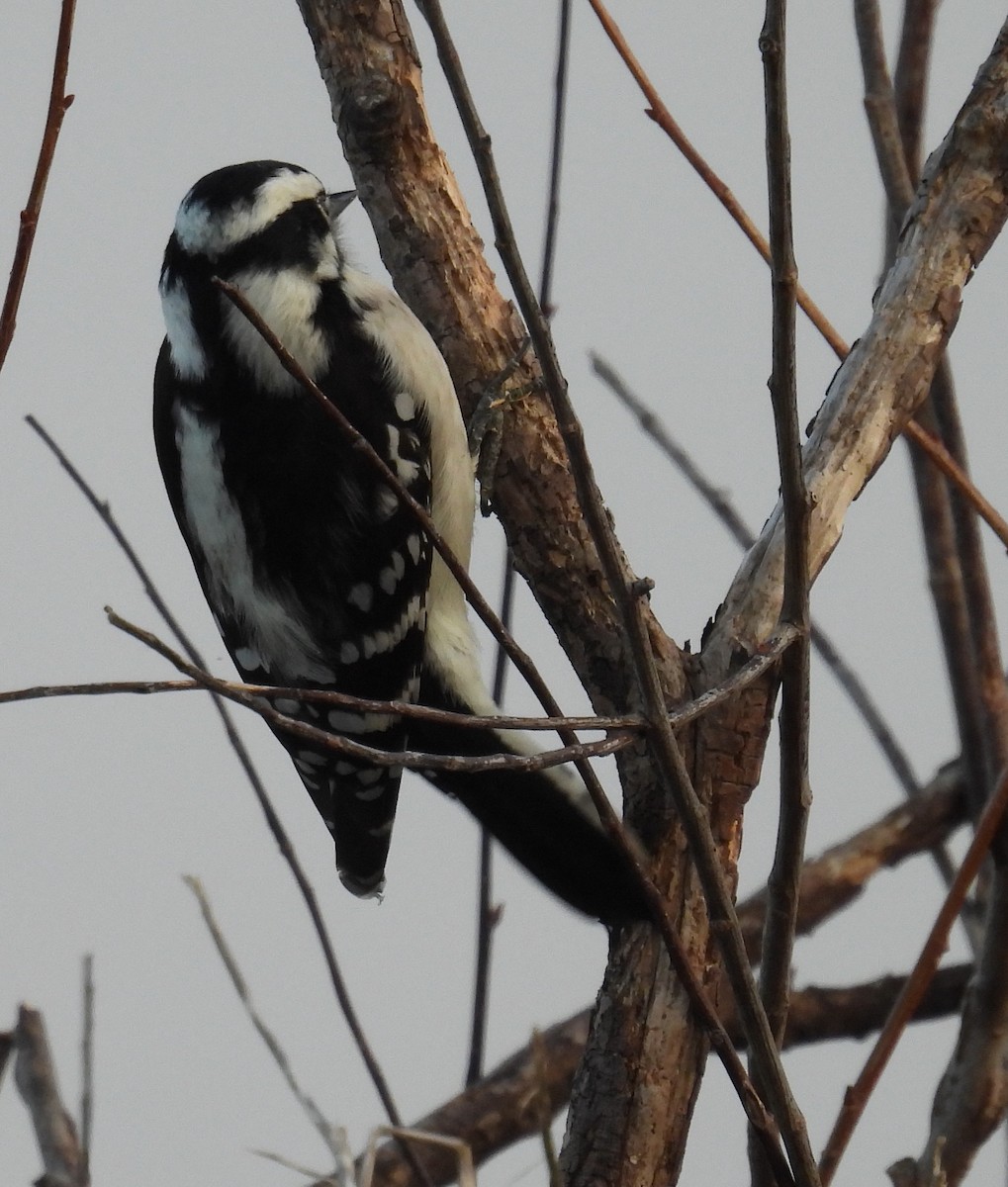 Downy Woodpecker - ML625787590