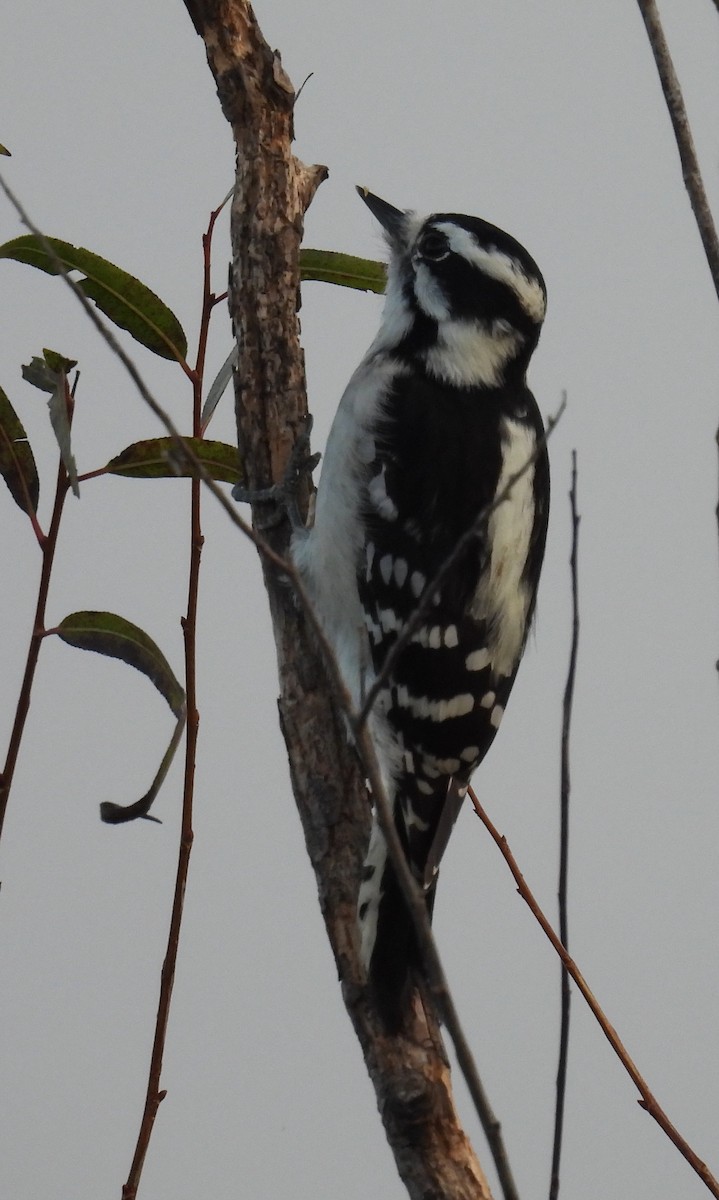 Downy Woodpecker - ML625787591