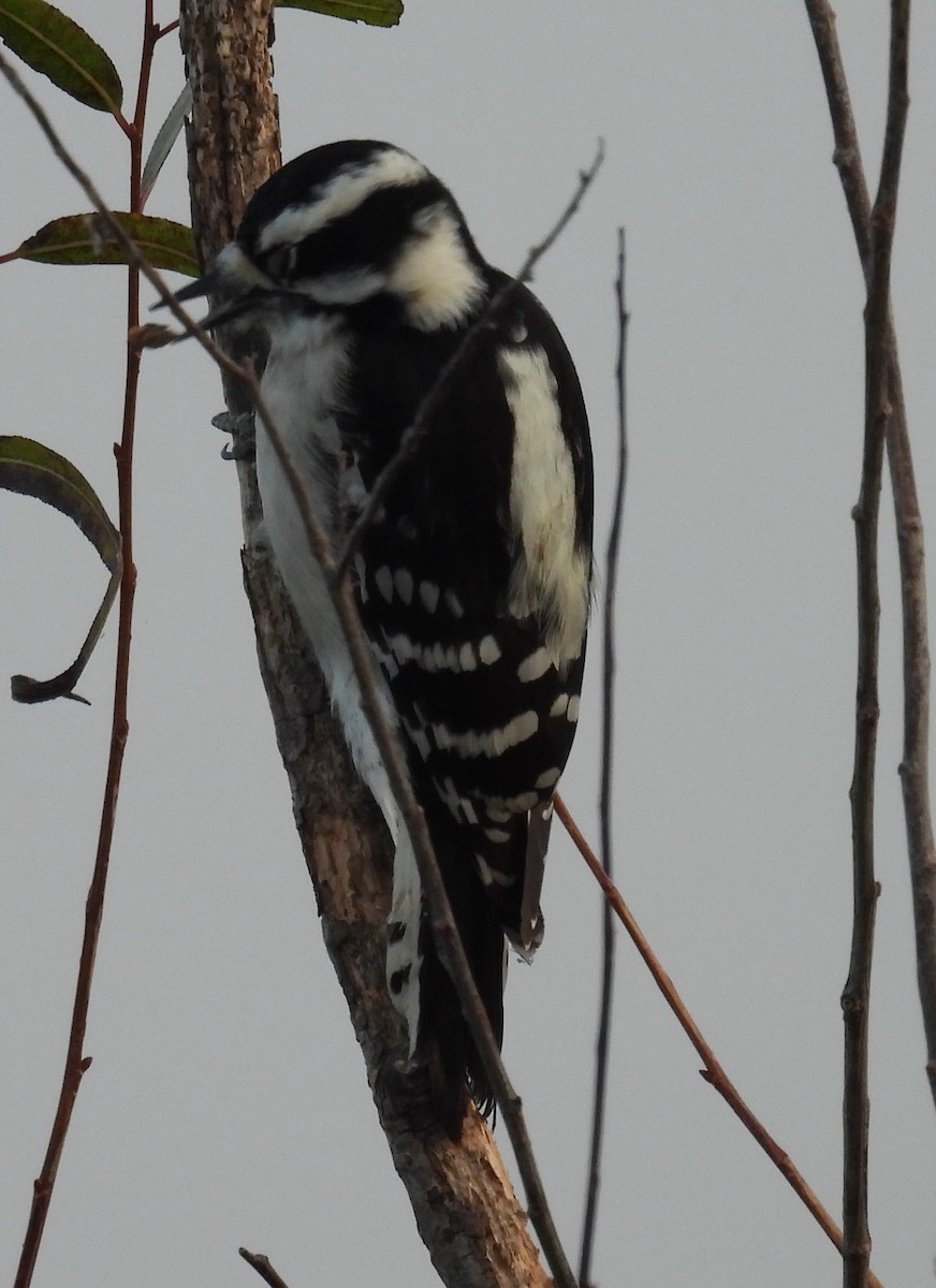 Downy Woodpecker - ML625787592