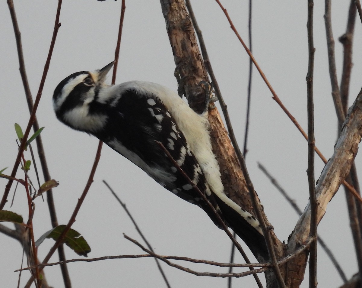 Downy Woodpecker - ML625787593