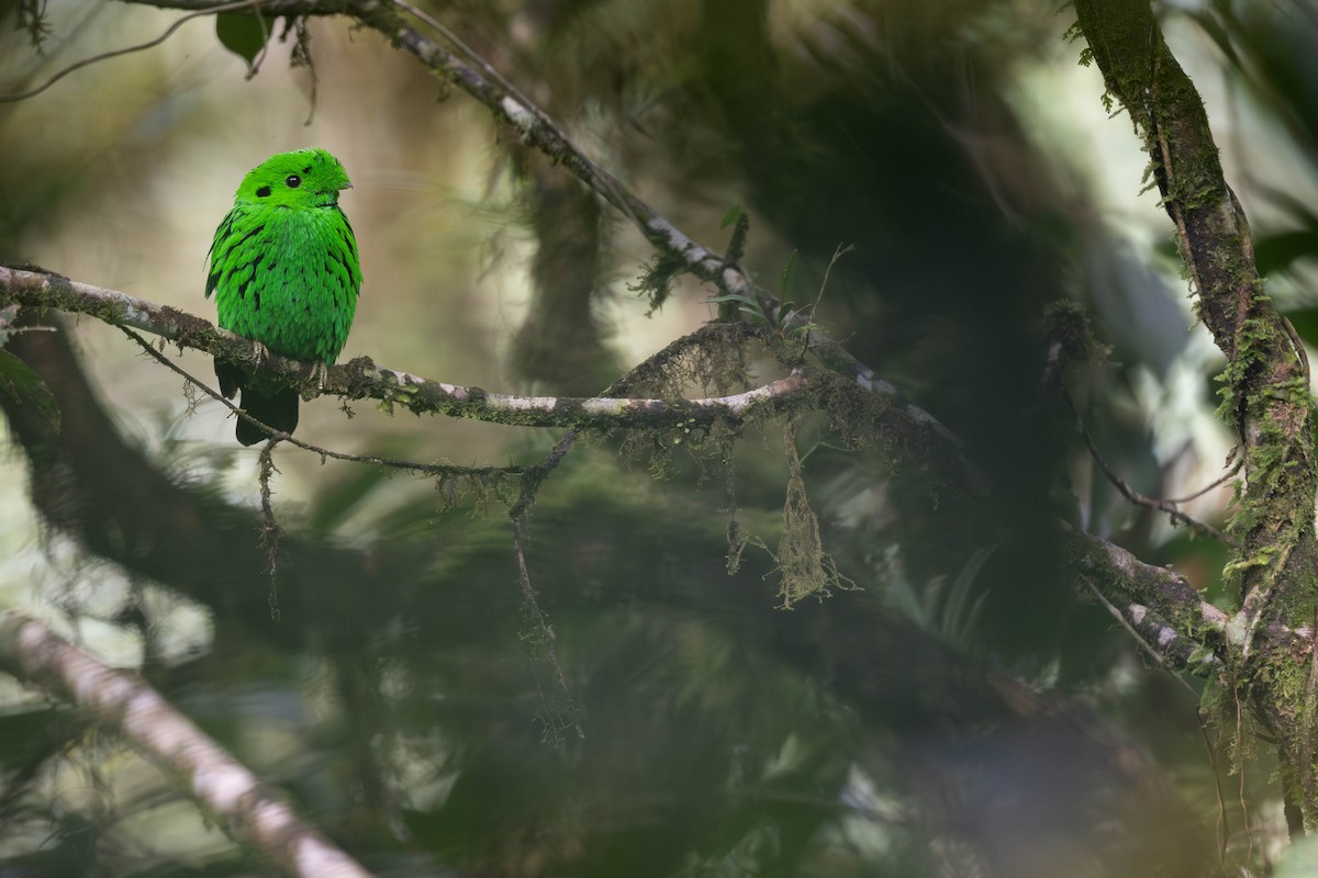 Whitehead's Broadbill - ML625787802
