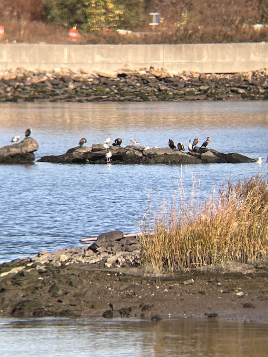 Double-crested Cormorant - ML625787990