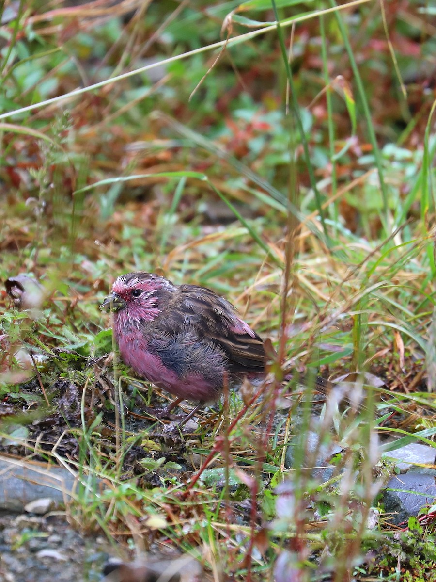 Chinese White-browed Rosefinch - ML625788190