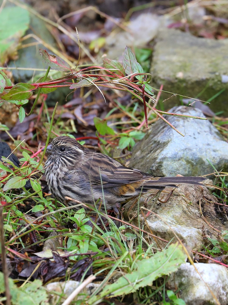 Chinese White-browed Rosefinch - ML625788191