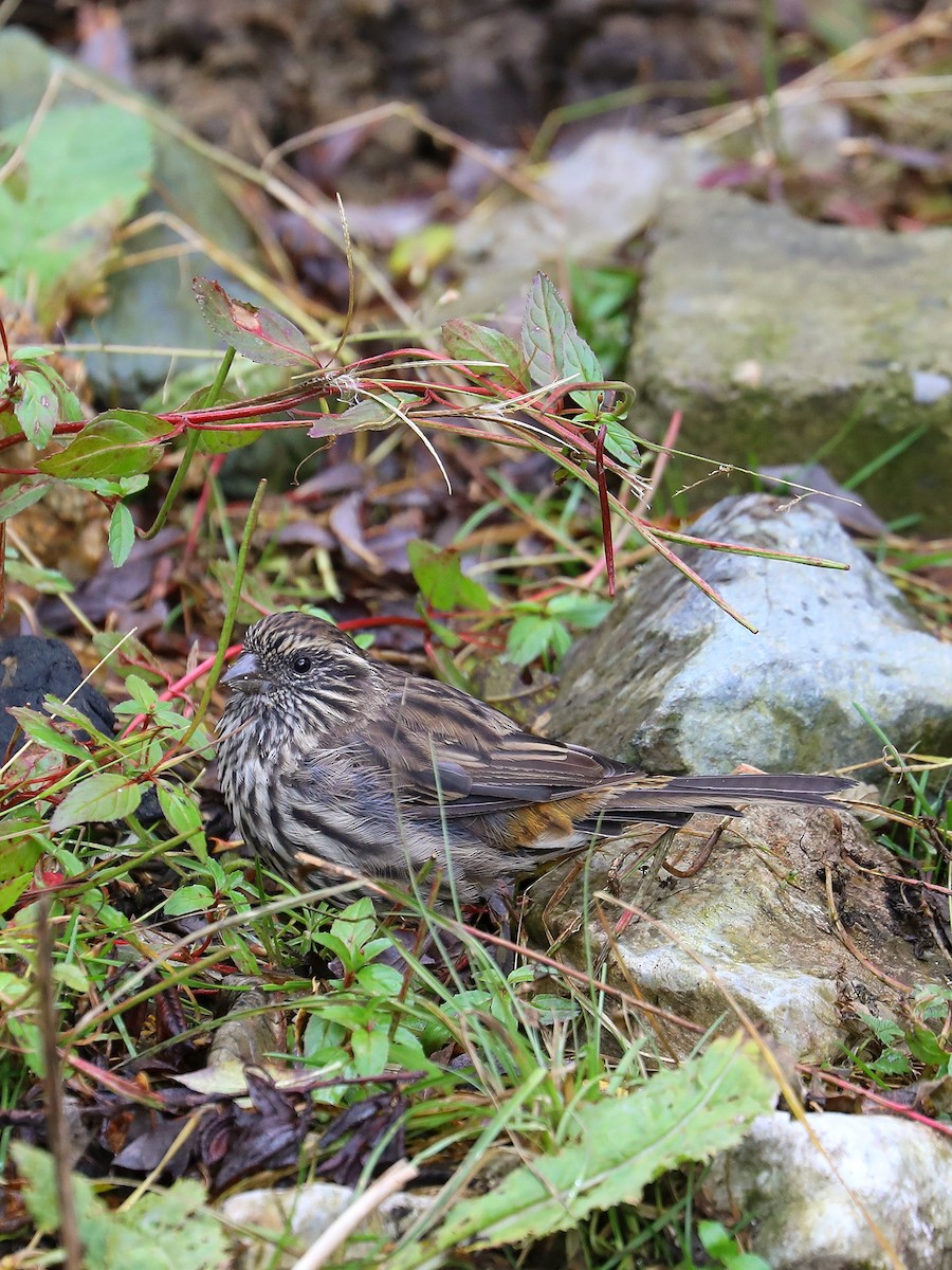 Chinese White-browed Rosefinch - ML625788193