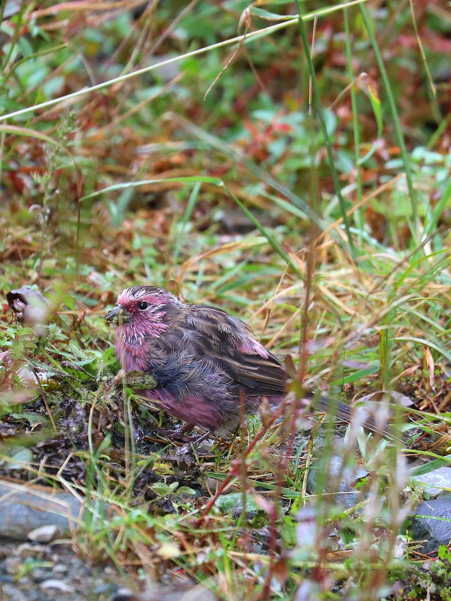 Chinese White-browed Rosefinch - ML625788194