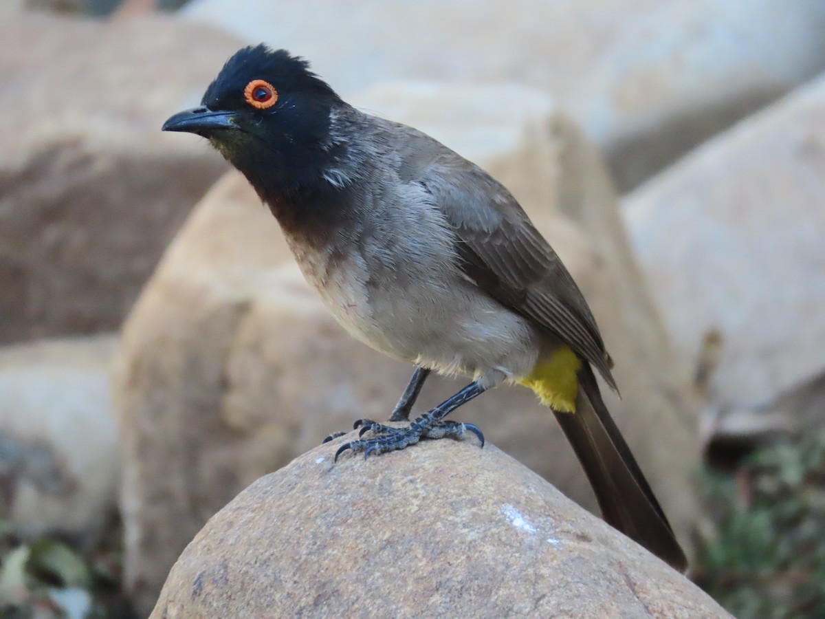 Black-fronted Bulbul - ML625788292