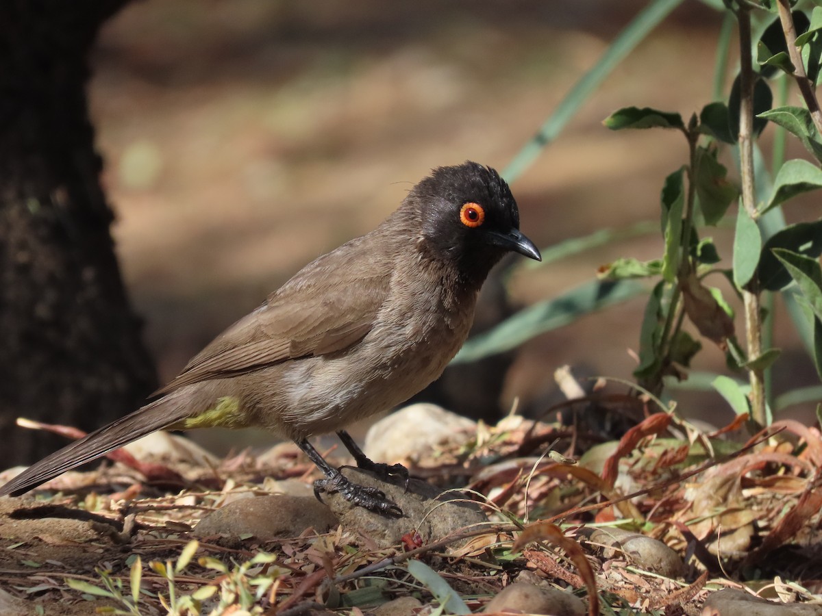 Black-fronted Bulbul - ML625788320