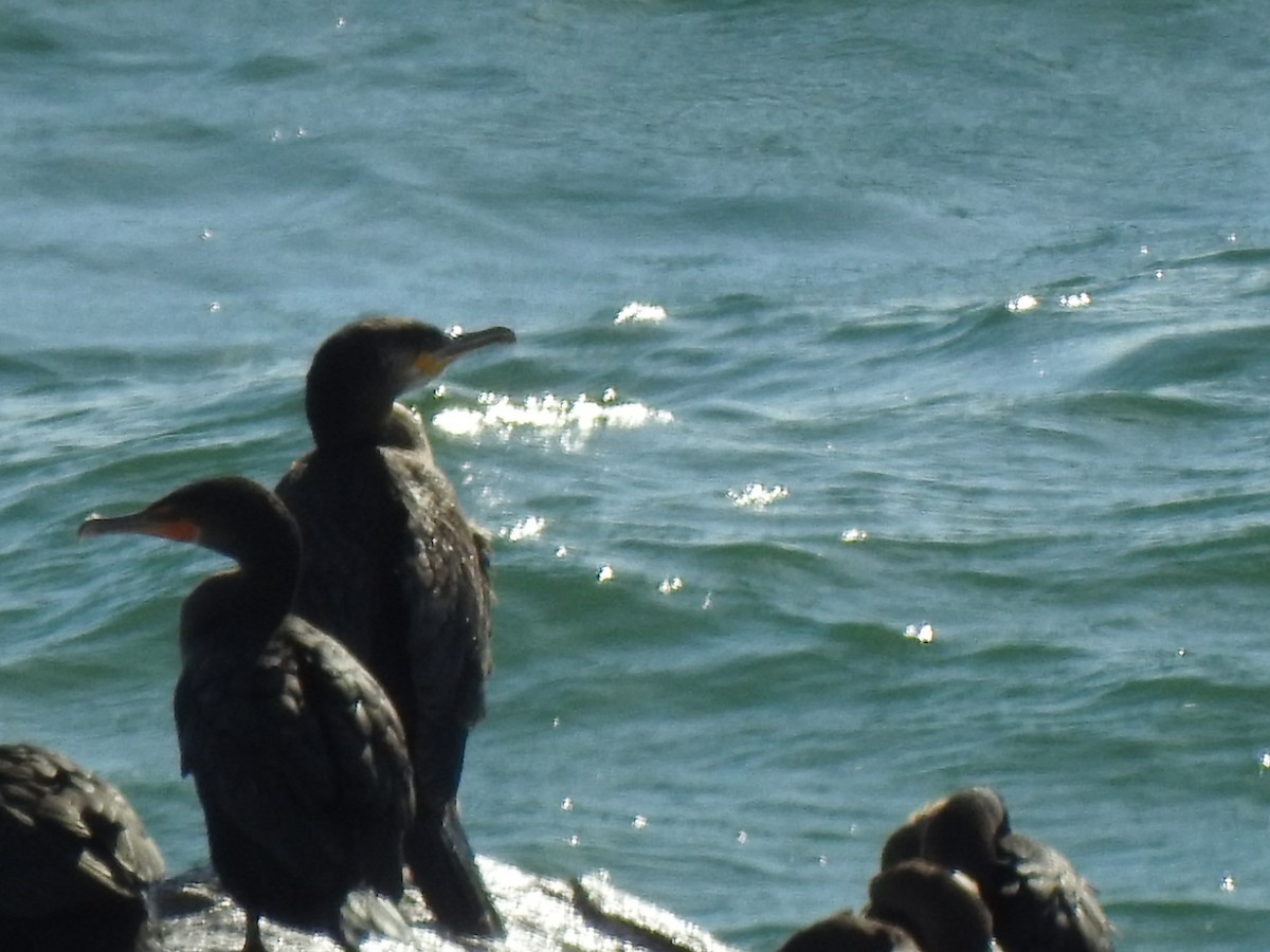 Great Cormorant - ML625788395
