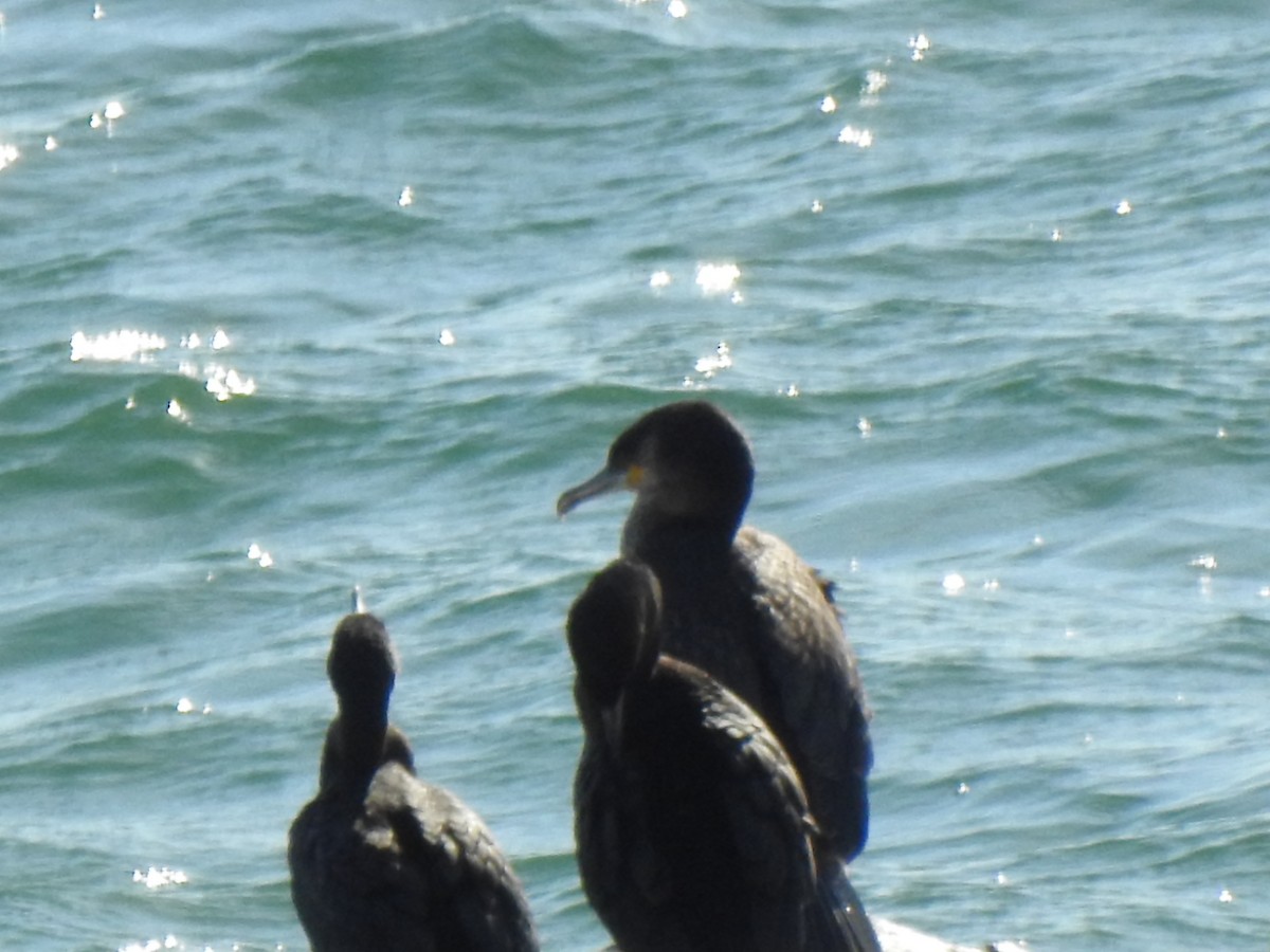 Great Cormorant - ML625788396