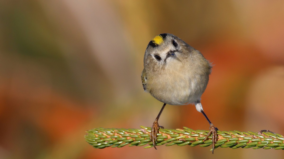 králíček obecný - ML625788425