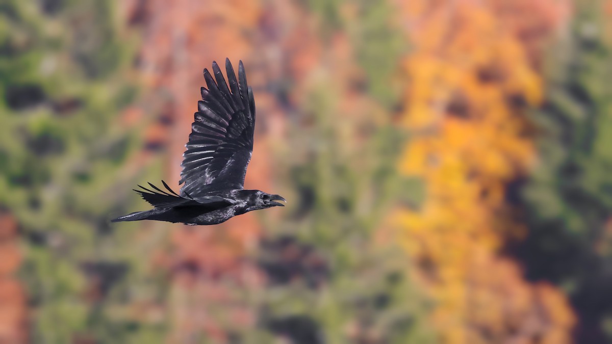 krkavec velký - ML625788457