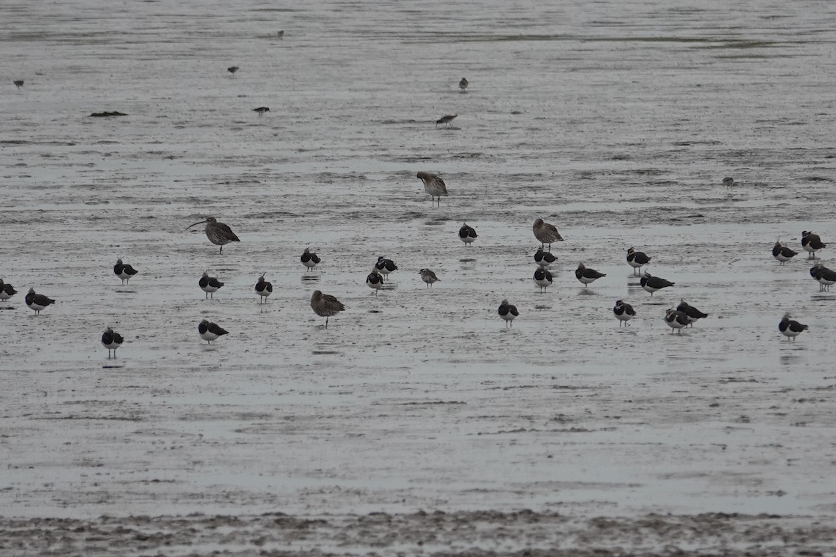 American Golden-Plover - ML625788467