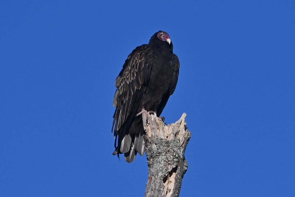 Turkey Vulture - ML625788473