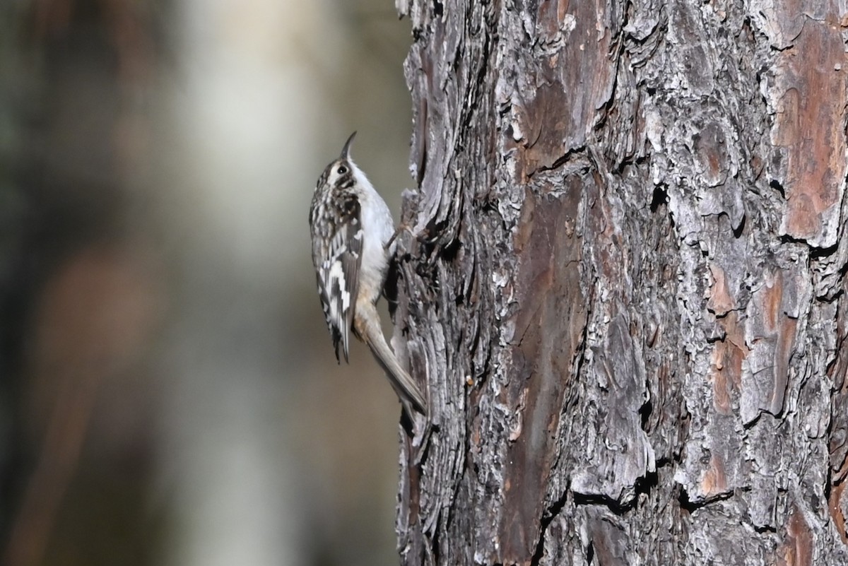 Brown Creeper - ML625788514