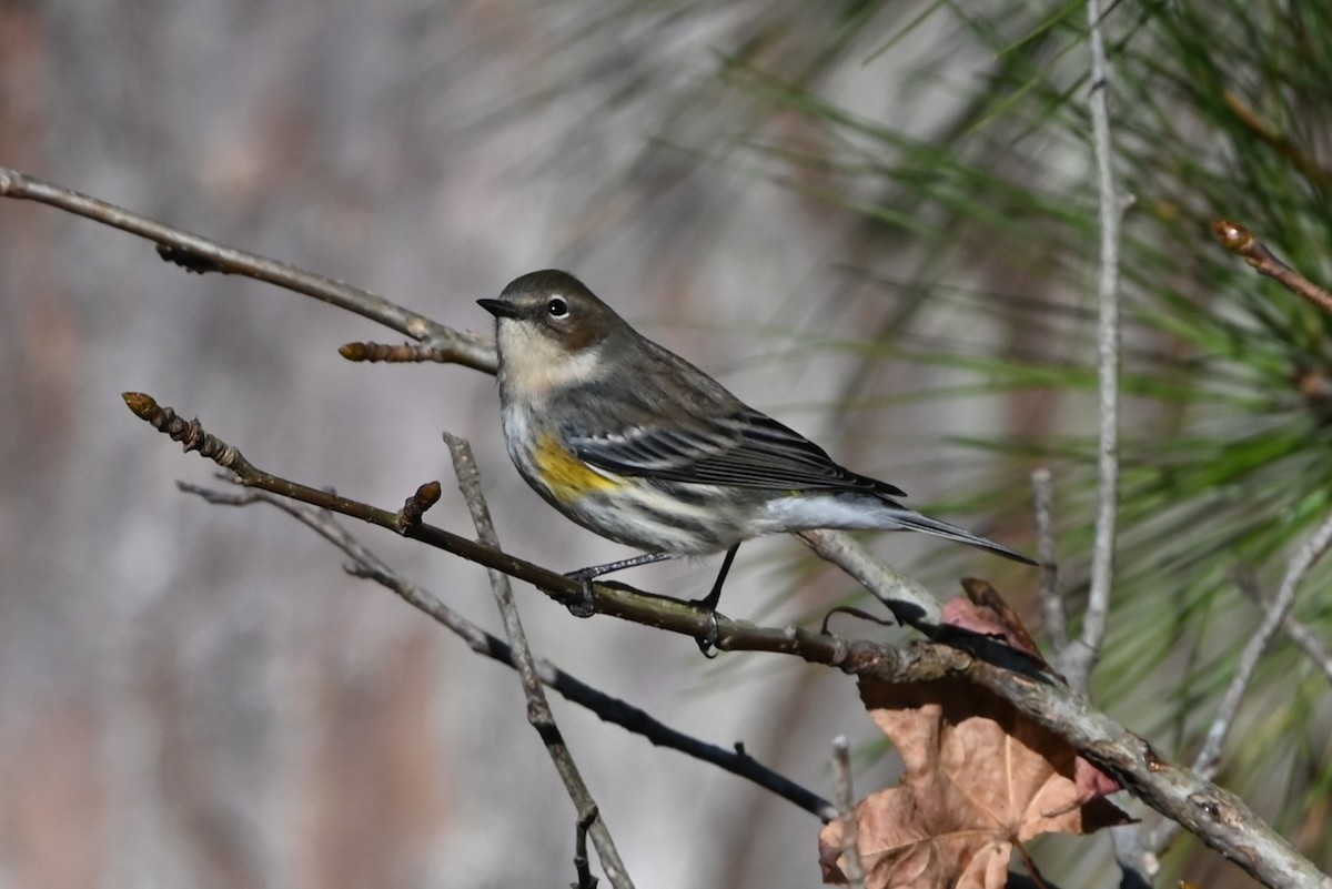 Yellow-rumped Warbler - ML625788536