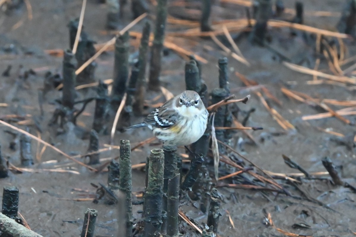 Yellow-rumped Warbler - ML625788547