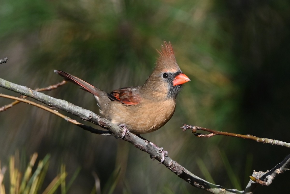 Northern Cardinal - ML625788556