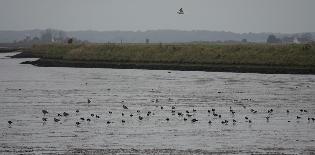 American Golden-Plover - ML625788584