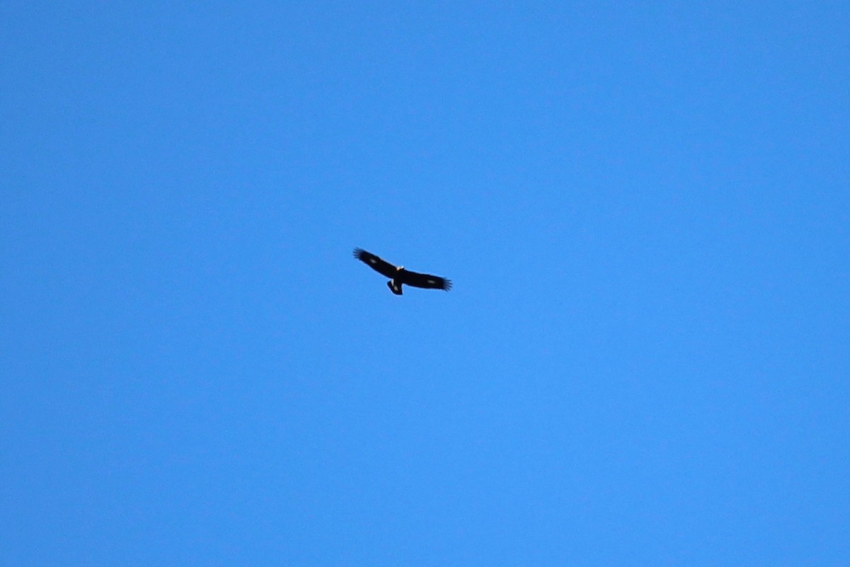 Steinadler - ML625788848