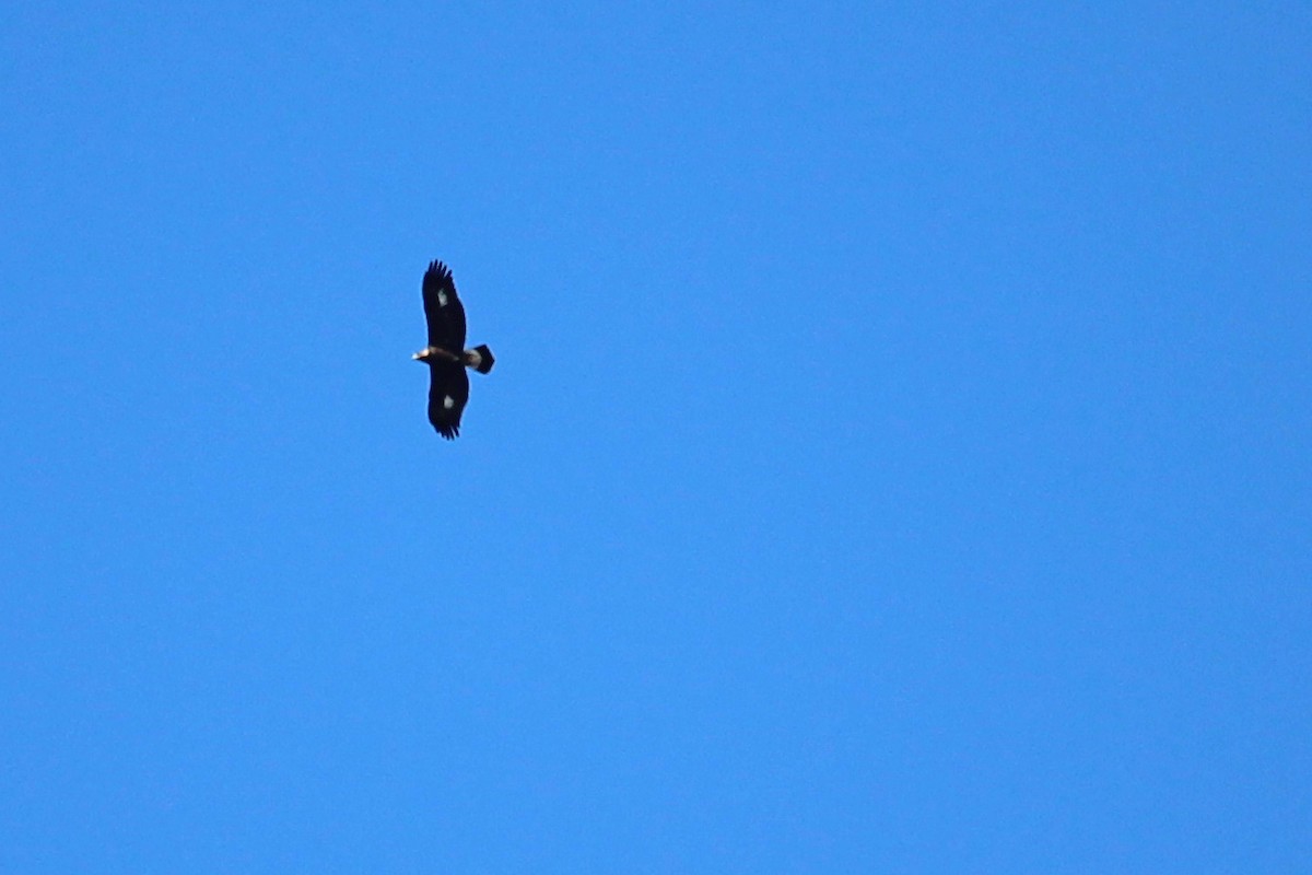 Steinadler - ML625788849