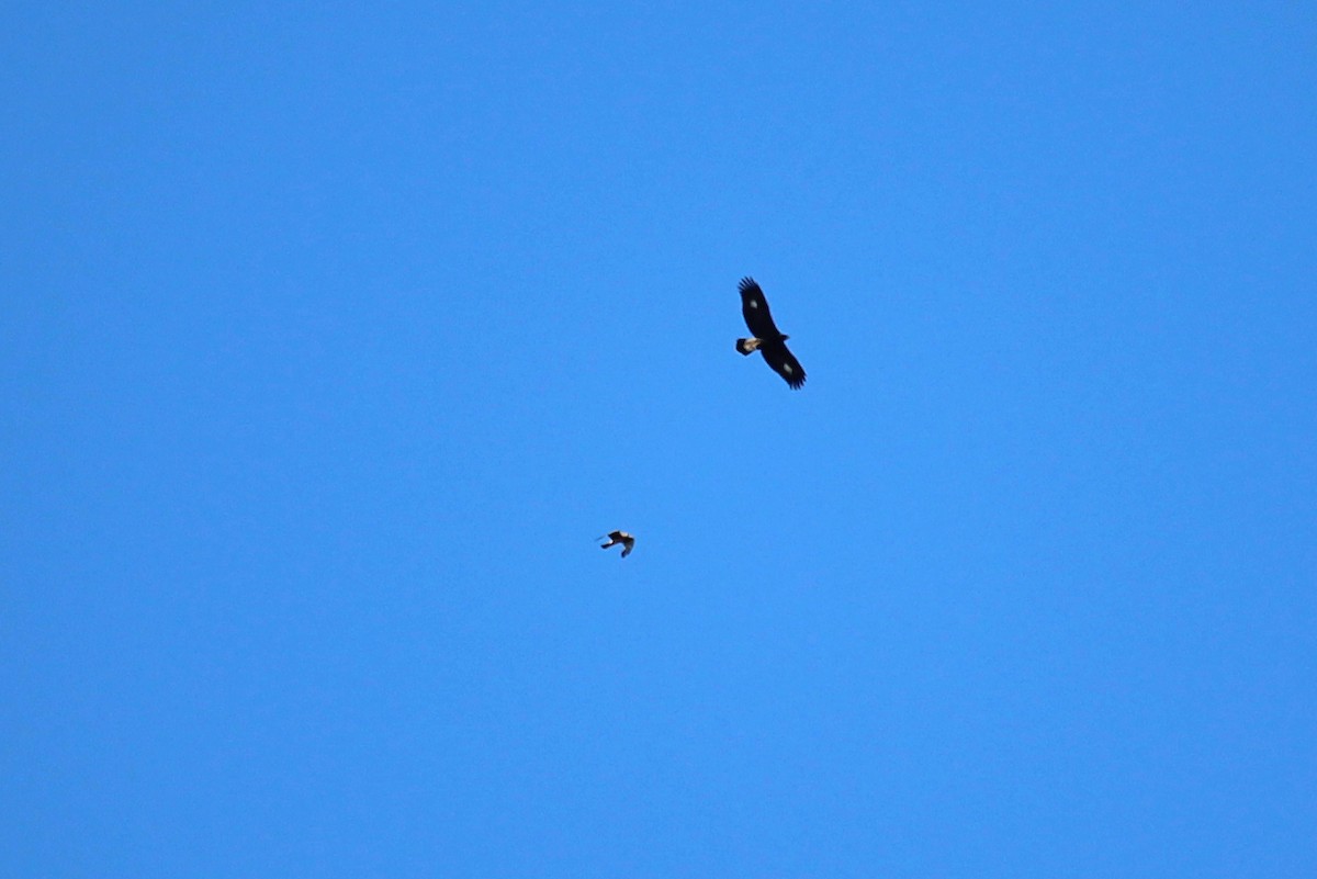 Steinadler - ML625788851