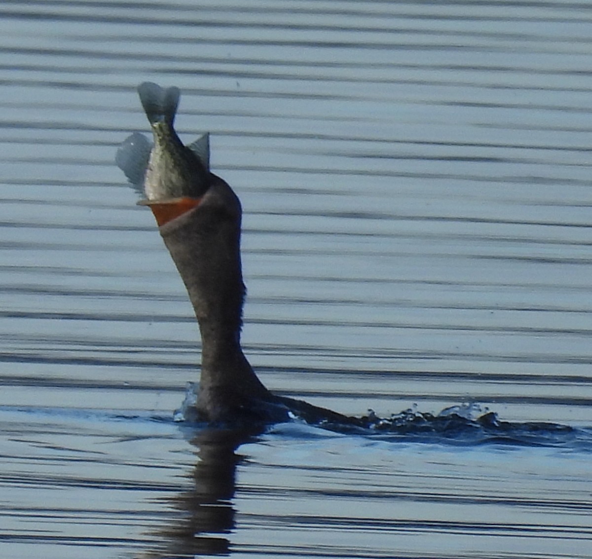 Double-crested Cormorant - ML625788880