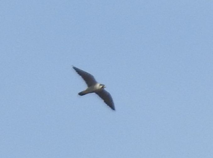 Peregrine Falcon - ML625788916