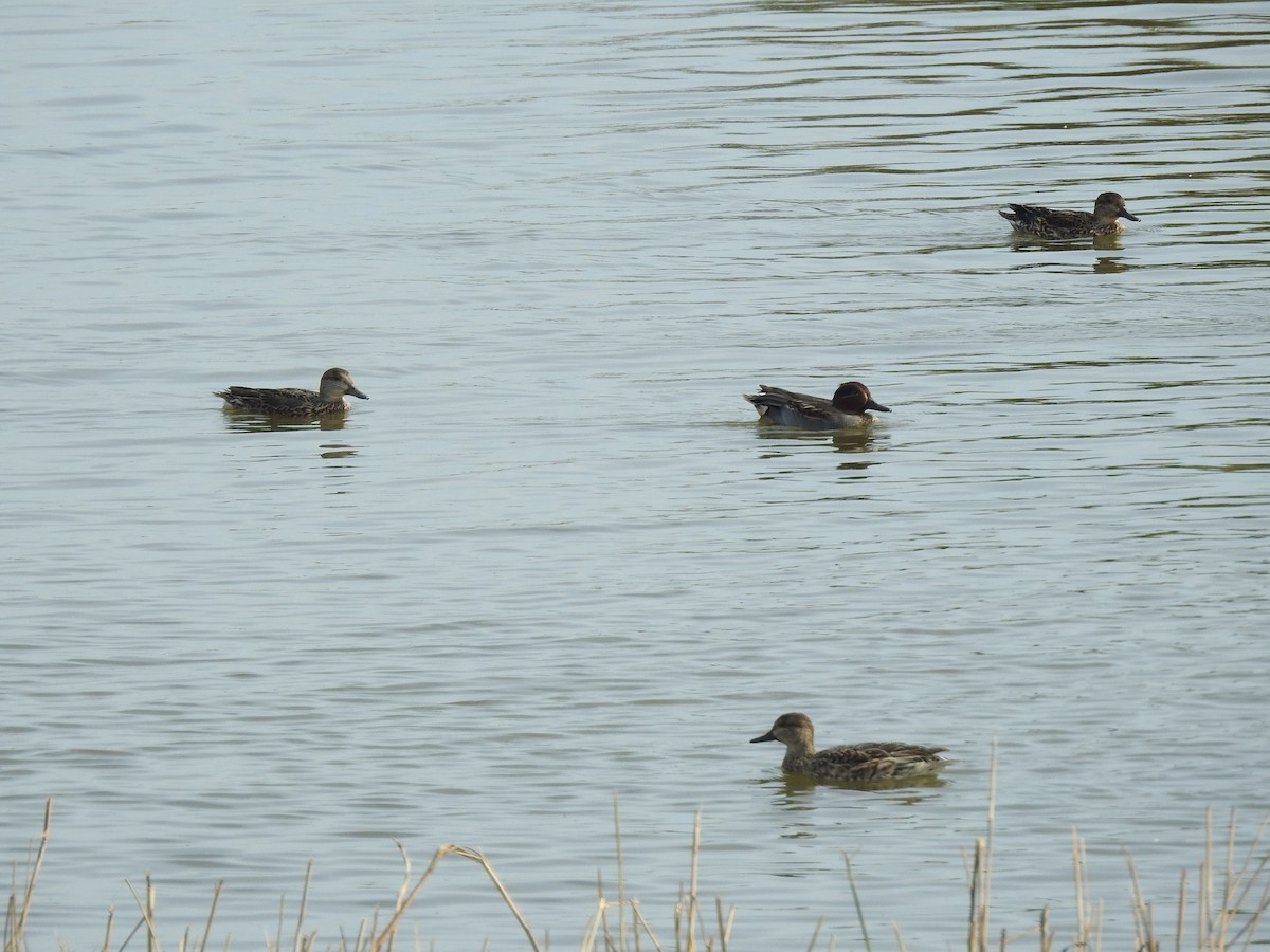 Green-winged Teal - ML625788945