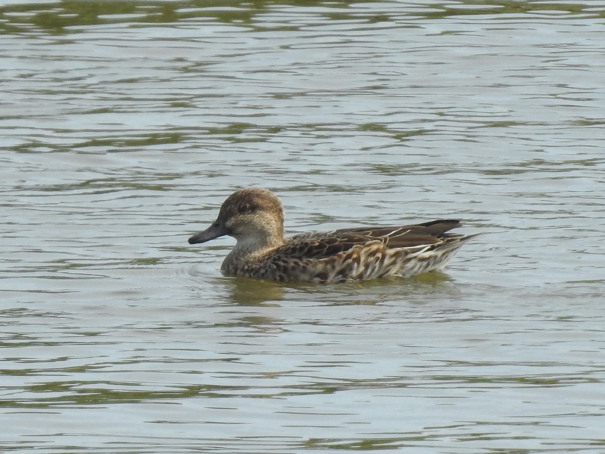 Green-winged Teal - ML625788971