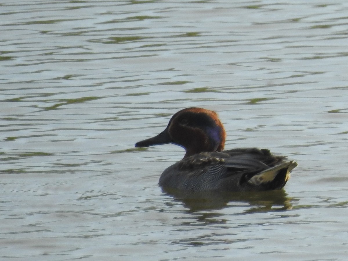Green-winged Teal - ML625788984