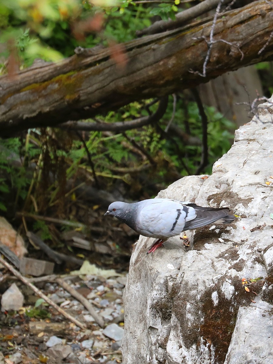 Hill Pigeon - ML625788985